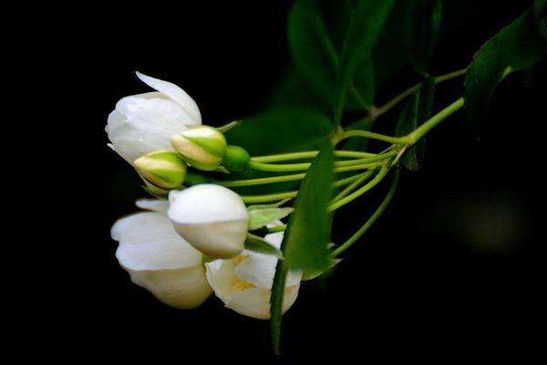 七里香花有毒吗 七里香不开花怎么办