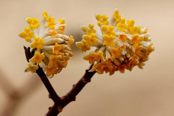 结香花有毒吗 结香花能放在室内卧室吗