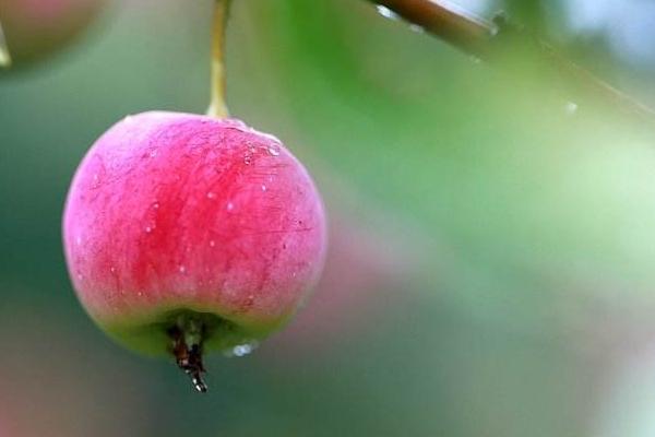 海棠果和花红的区别是什么 海棠果有哪些药用价值