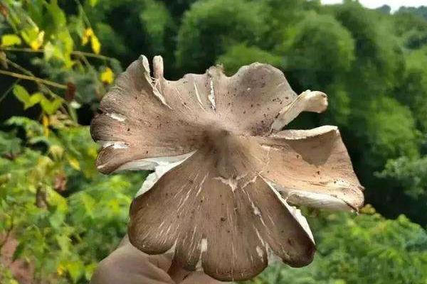 斗鸡菇是什么菇 斗鸡菇市场价格多少钱一斤