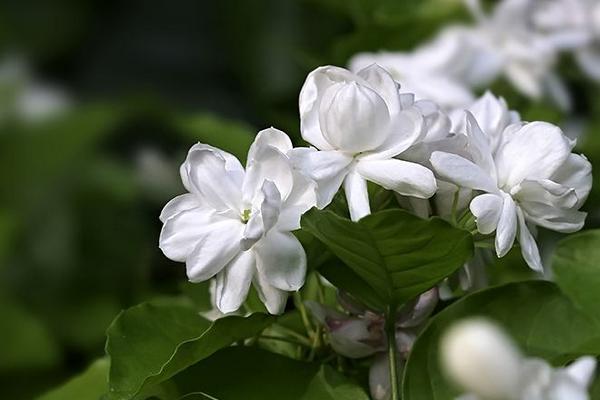 茉莉花一年开几次花 怎么让茉莉花多开花