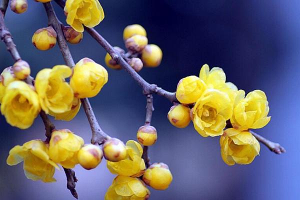 腊梅花可以用来泡茶喝吗 怎样制作腊梅花茶