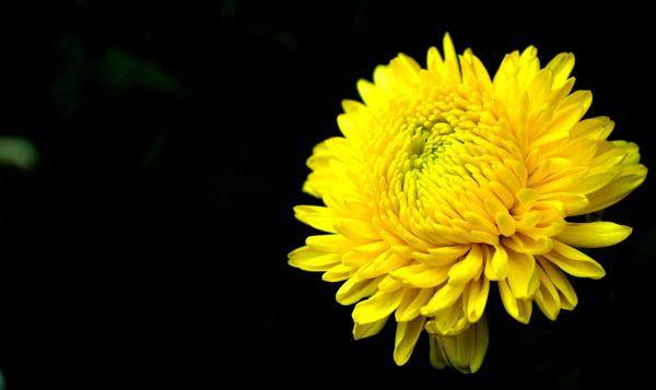 野菊花和菊花的区别是什么 家庭盆栽菊花的养护技巧