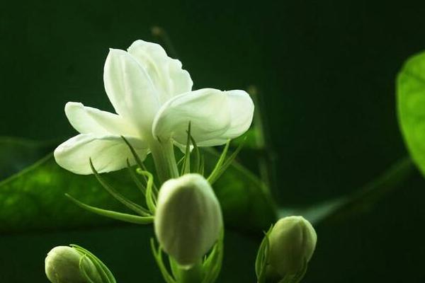 茉莉花一年开几次花 怎么让茉莉花多开花