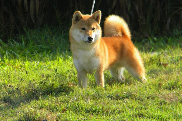 柴犬是哪个国家的 什么颜色的柴犬最贵