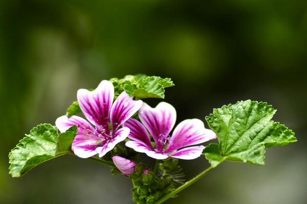 瓜叶菊什么时候开花（花期是几月） 瓜叶菊一年开几次花