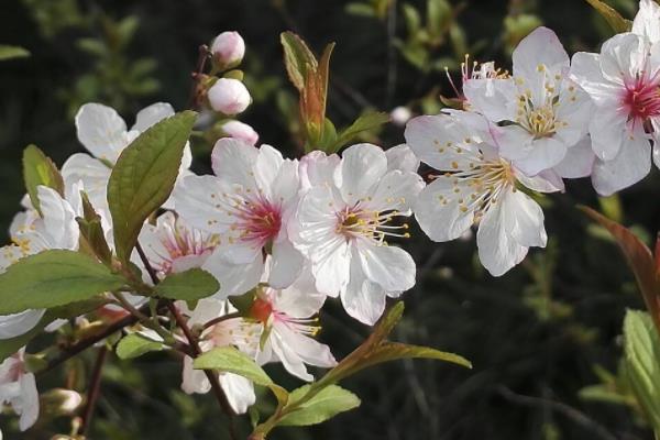 郁李什么时候开花（几月） 郁李是李子吗