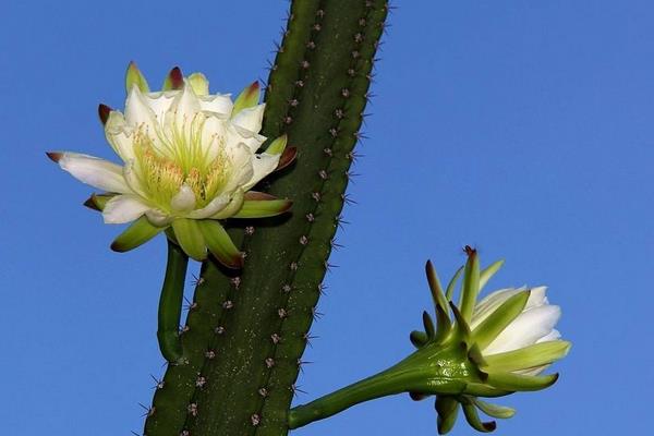 假昙花什么时候开花（怎么让它开花） 假昙花一年开几次花