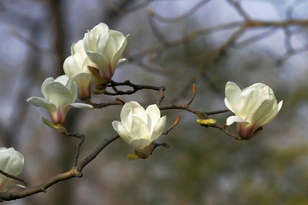 栀子花和白玉兰的区别是什么  栀子花的品种