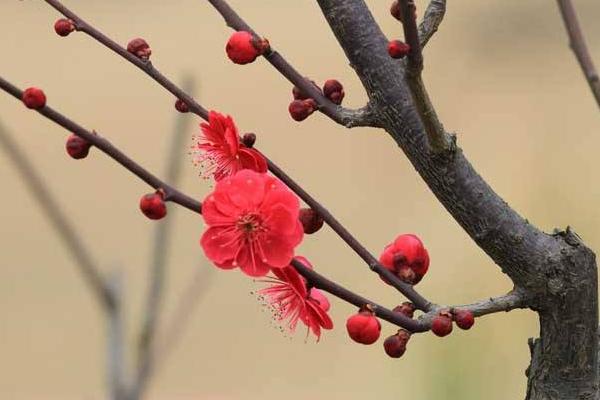 梅花什么时候开 梅花花期是几月