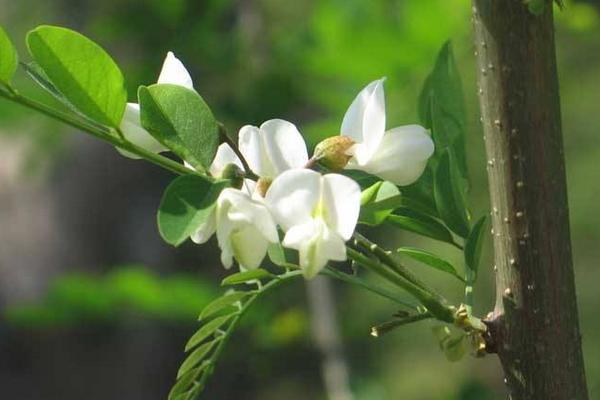 洋槐花怎么保存 洋槐花产地在哪里