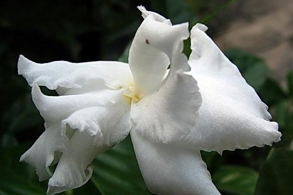 狗牙花有毒吗 狗牙花怎么繁殖