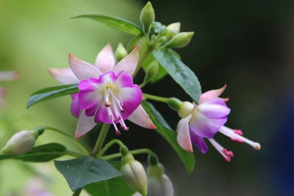 倒挂金钟什么时候开花（什么季节、几月） 倒挂金钟的花语是什么