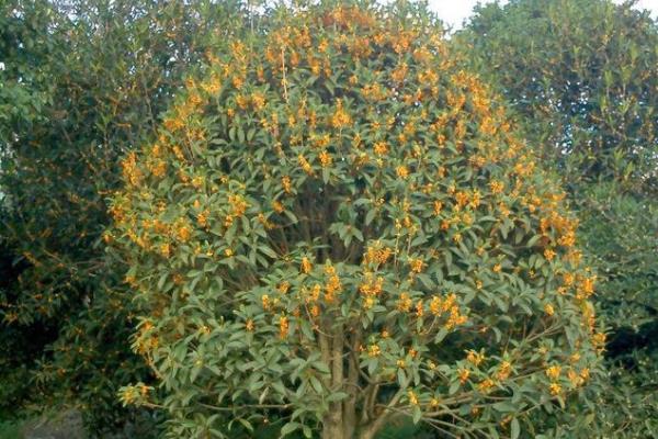 桂花树有公母之分吗 桂花树什么品种最好