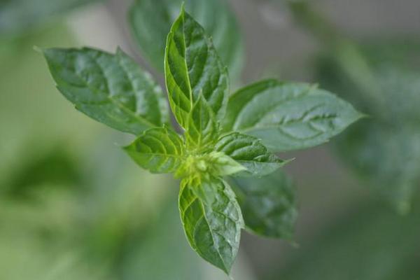 胡椒薄荷和普通绿薄荷的区别是什么 胡椒薄荷的繁殖方法