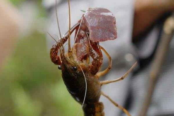 怎么钓龙虾 钓龙虾用什么饵最好