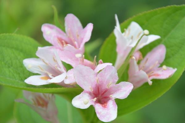 海仙花和八仙花的区别是什么  海仙花和锦带花的区别