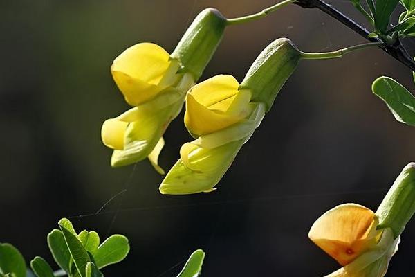 锦鸡儿什么时候开花 锦鸡儿花期是几月