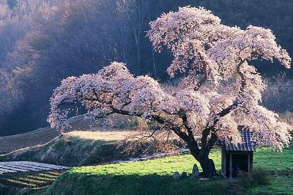 樱花像什么 樱花原产地在哪里