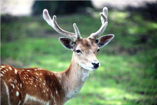 狍子、鹿、獐子的区别是什么 狍子是什么动物