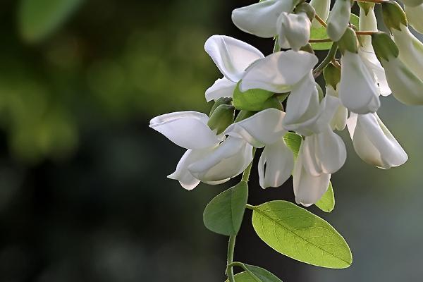 槐花饼的做法 槐花饼怎么做好吃