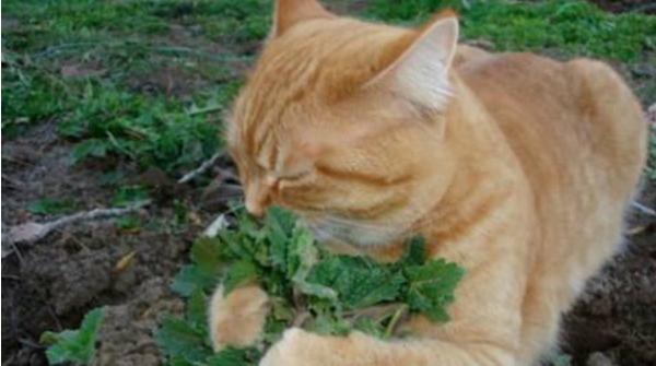 猫薄荷是什么植物 猫薄荷怎么用