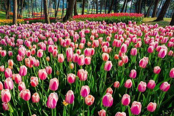 郁金香什么时候开花 郁金香花期是几月（什么季节）