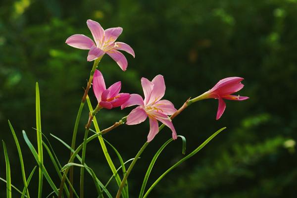 韭菜莲有毒吗  韭菜莲能放在室内卧室吗