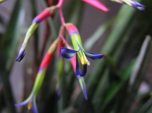 垂花水塔花是名贵花吗 垂花水塔花有毒吗