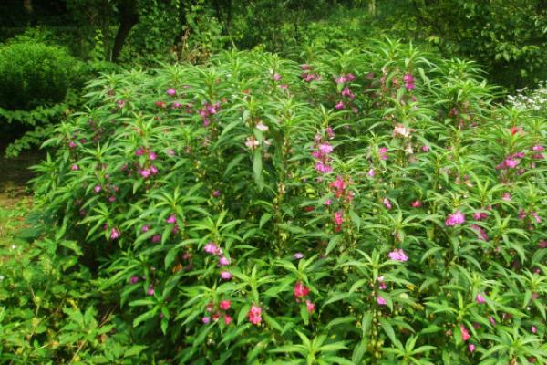 凤仙花什么时候开花（几月） 凤仙花好养吗