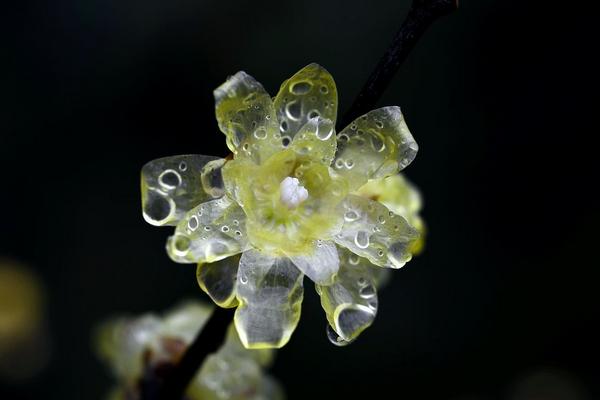 腊梅花可以用来泡茶喝吗 怎样制作腊梅花茶