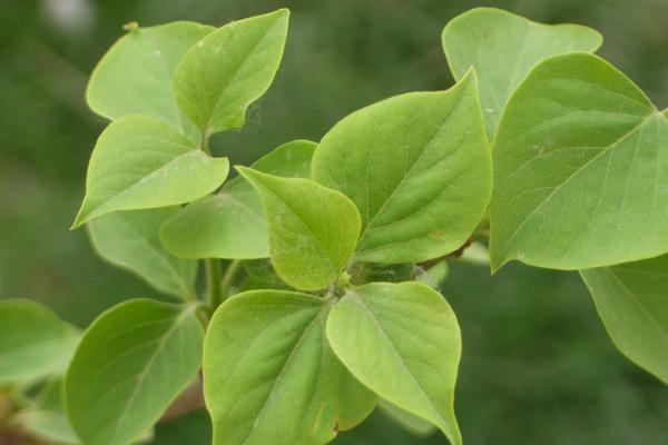 丁香什么时候开花（什么季节、几月） 盆栽丁香的养殖方法和注意事项