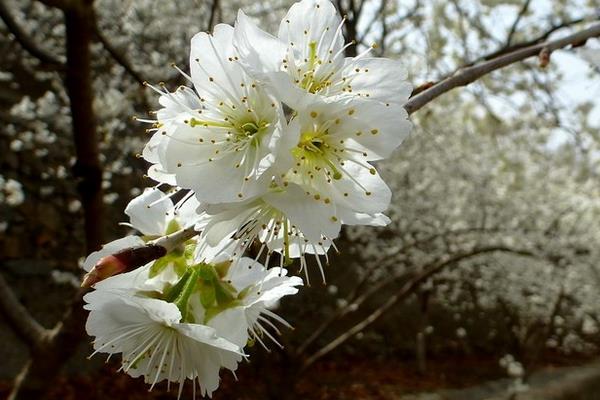 樱花和樱桃的区别是什么  樱花的品种