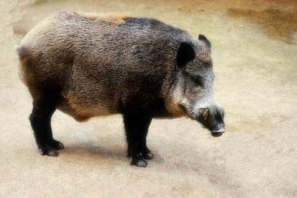 怎么打野猪 野猪怎么抓 野猪怕什么