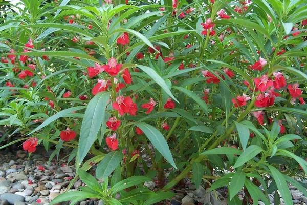 凤仙花什么时候开花（几月） 凤仙花好养吗