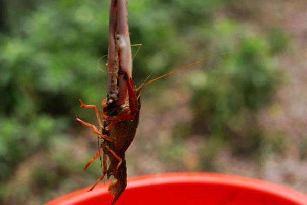 什么季节钓龙虾 钓龙虾技巧 为什么土豆可以钓龙虾