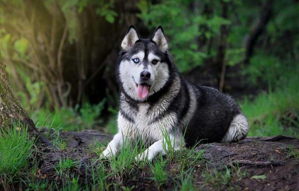 阿拉斯加犬聪明吗 阿拉斯加犬智商排第几