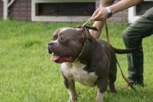 恶霸犬为啥养的都后悔 养恶霸犬的缺点是什么