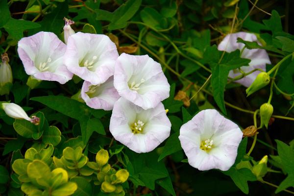 牵牛花像什么（比喻句） 牵牛花形态特征