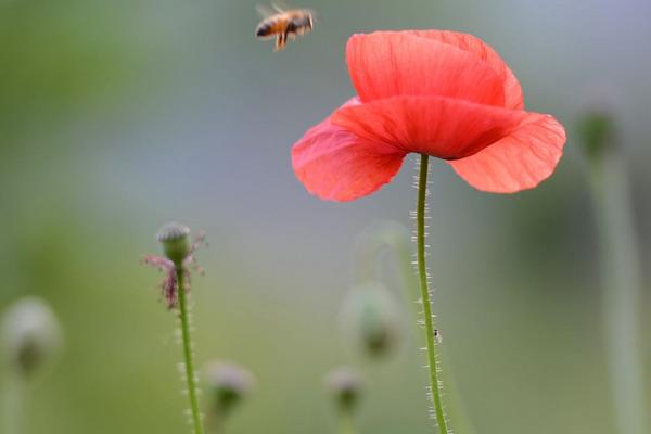 虞美人是什么意思 虞美人的花语