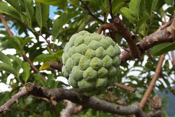 番荔枝怎么吃 番荔枝什么季节成熟