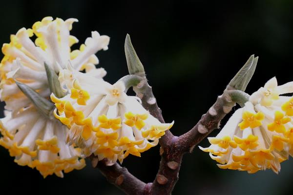 结香花与绿萝花的区别是什么  结香花有什么用