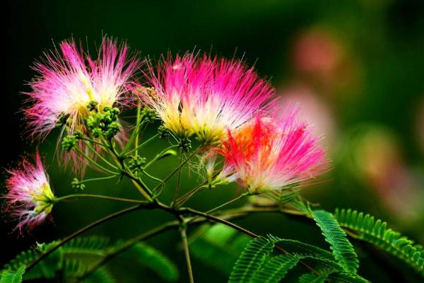 合欢花为什么叫苦情花、鬼树 合欢花植物特征