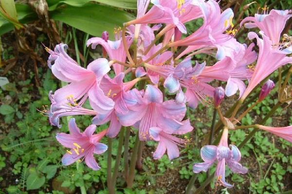 换锦花和彼岸花的区别是什么 换锦花怎么种植