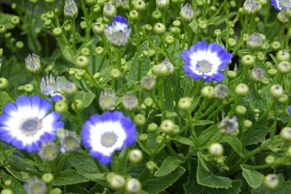 瓜叶菊什么时候开花（花期是几月） 瓜叶菊一年开几次花