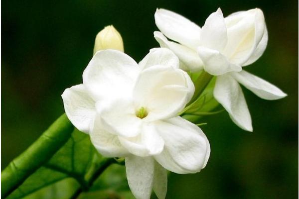 茉莉花怎么折（图解步骤） 茉莉花的画法