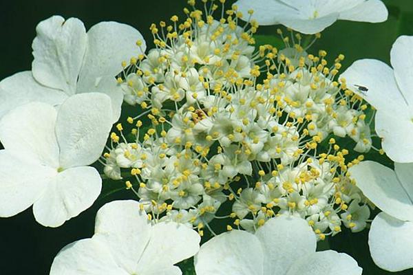 琼花花期是几月 琼花什么时候开花