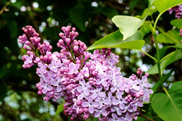 丁香花有毒吗 丁香花能放在室内卧室吗