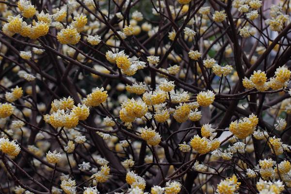 结香花有毒吗 结香花能放在室内卧室吗