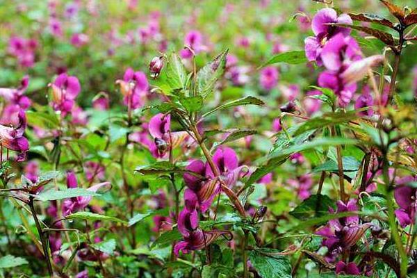 凤仙花治疗灰指甲吗 凤仙花药用价值